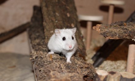 Diabetes bei Zwerghamstern vorbeugen