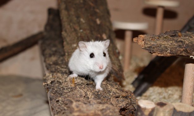 Diabetes bei Zwerghamstern vorbeugen