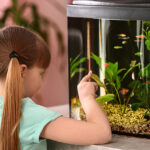Fische für Einsteiger: Diese Arten eignen sich fürs erste Aquarium