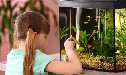 Fische für Einsteiger: Diese Arten eignen sich fürs erste Aquarium
