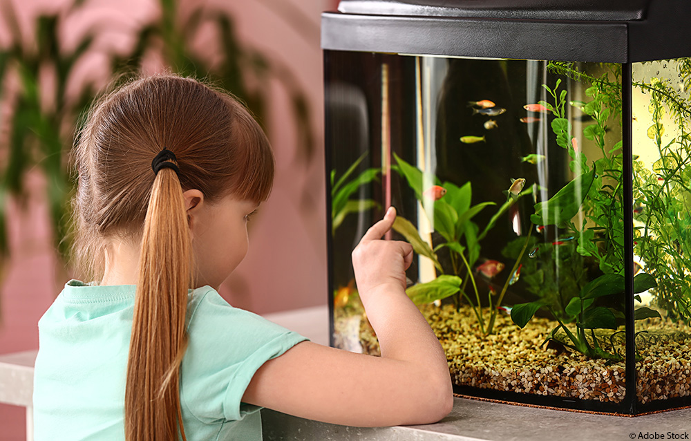 Fische für Einsteiger: Diese Arten eignen sich fürs erste Aquarium