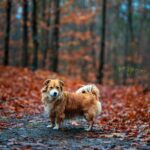 Herbst ist Infektzeit: Warum das Immunsystem des Hundes jetzt im Darm beginnt