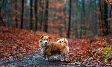Herbst ist Infektzeit: Warum das Immunsystem des Hundes jetzt im Darm beginnt