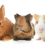 Kaninchen und Meerschweinchen: Gemeinsam statt allein