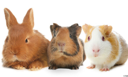 Kaninchen und Meerschweinchen: Gemeinsam statt allein
