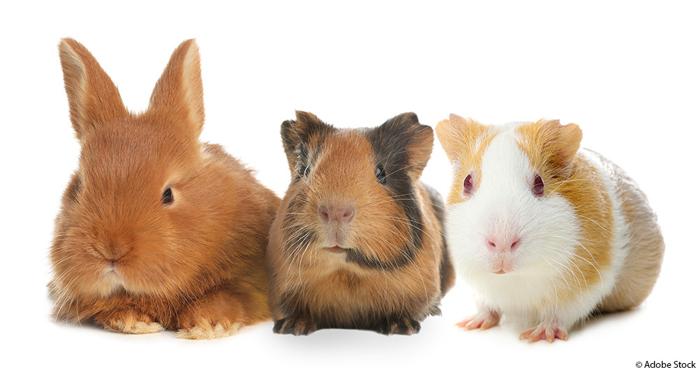 Kaninchen und Meerschweinchen: Gemeinsam statt allein