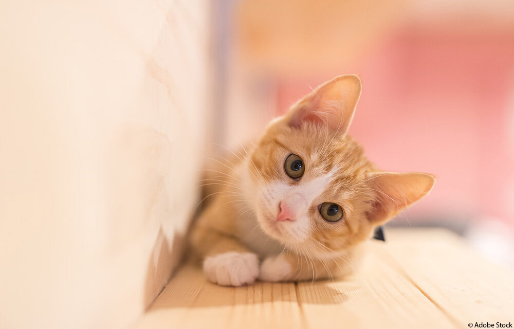 Katzen verstehen: Fünf hartnäckige Mythen über ihr Verhalten